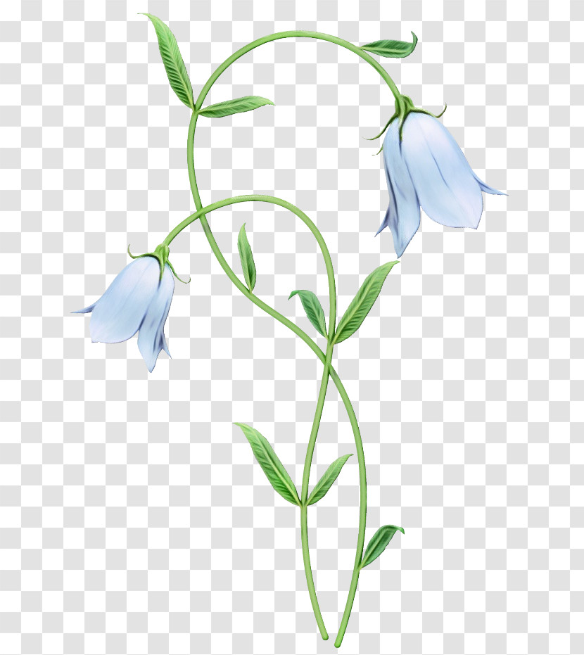 Flower Plant Stem Harebell Bellflower Family Herbaceous Plant Transparent PNG