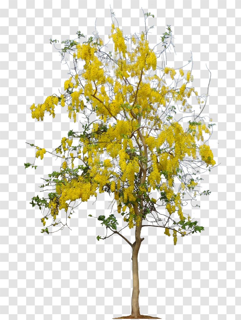 Cerbera Manghas Golden Shower Tree Twig Plant - Cassia - Seed Transparent PNG