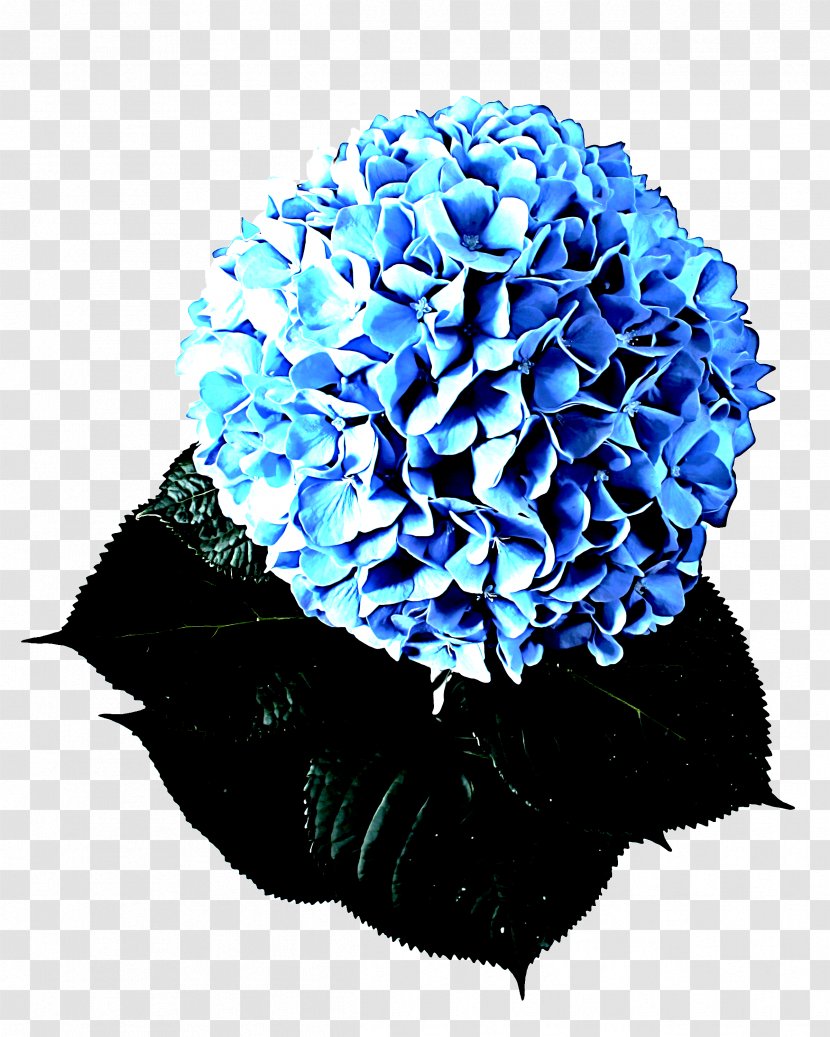 Blue Pom-pom Flower Cobalt Plant - Petal - Hydrangeaceae Cut Flowers Transparent PNG