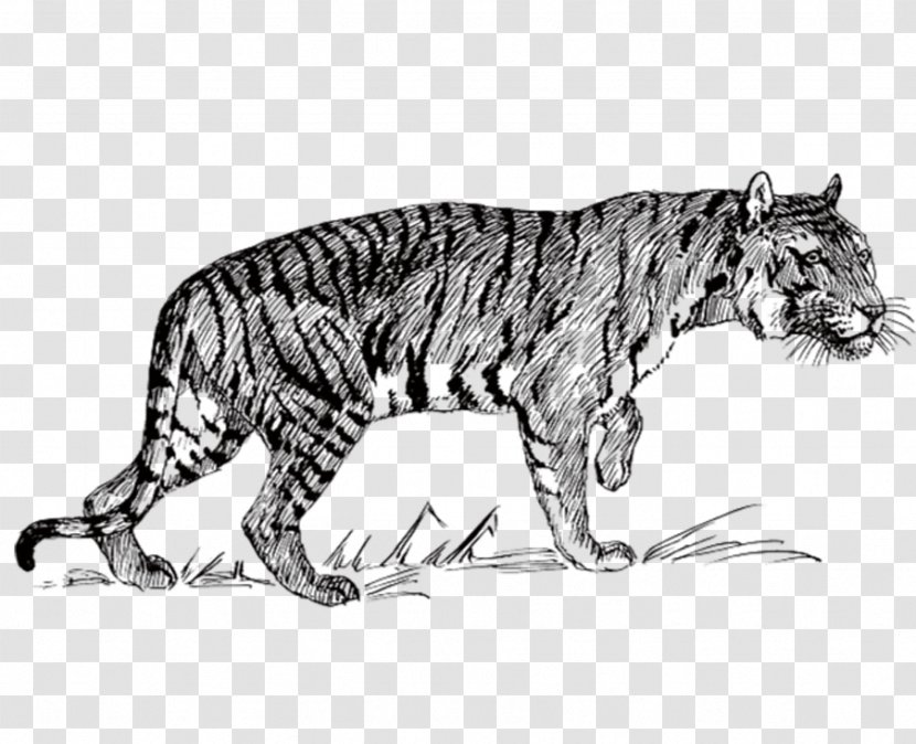 Bengal Tiger Felidae Line Art Clip - Black And White Transparent PNG