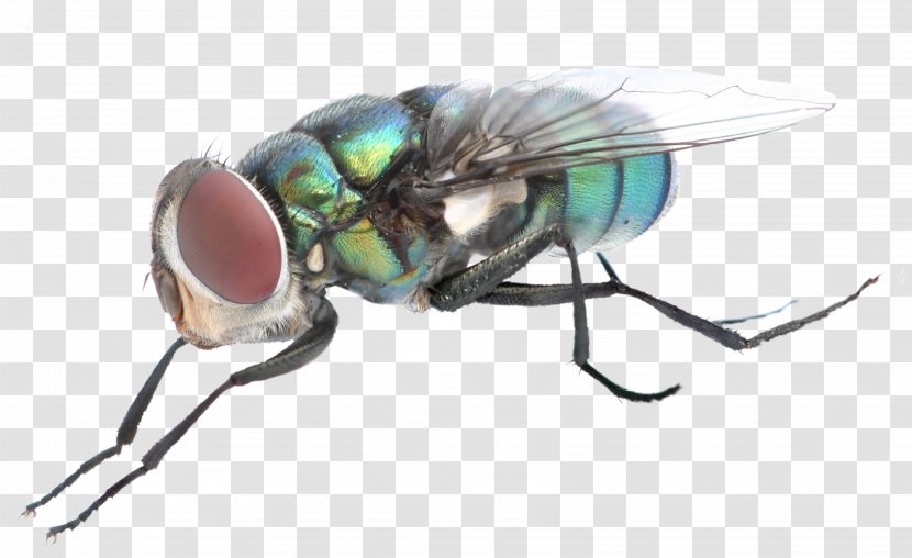 Insect Fly Bird Zumbido - Invertebrate Transparent PNG