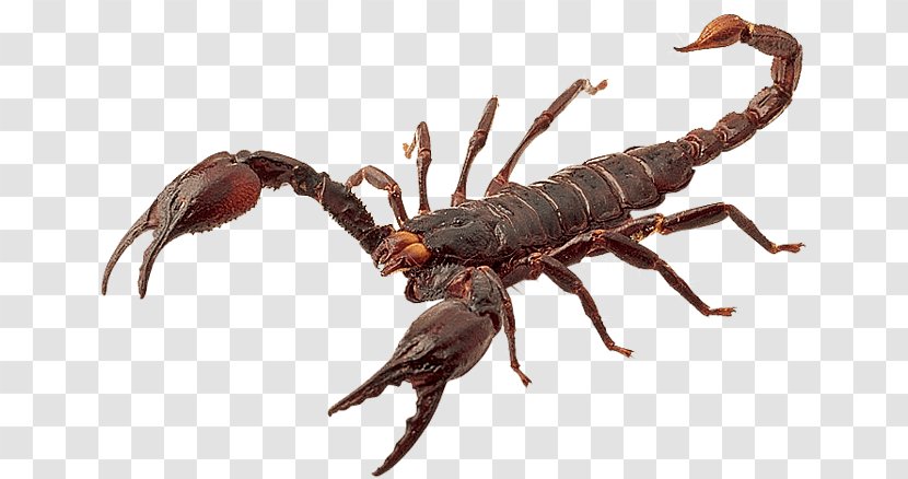 Scorpion Sting - Organism Transparent PNG