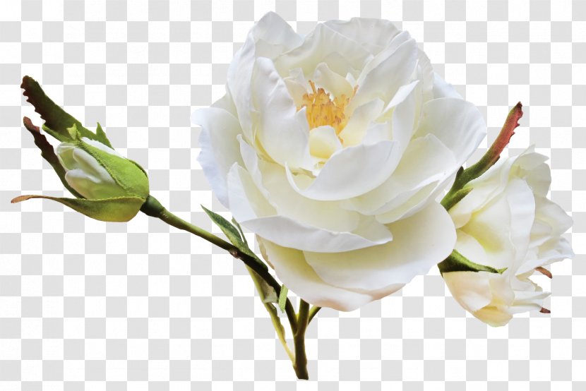 Flower Garden Roses Centifolia Clip Art - White Transparent PNG