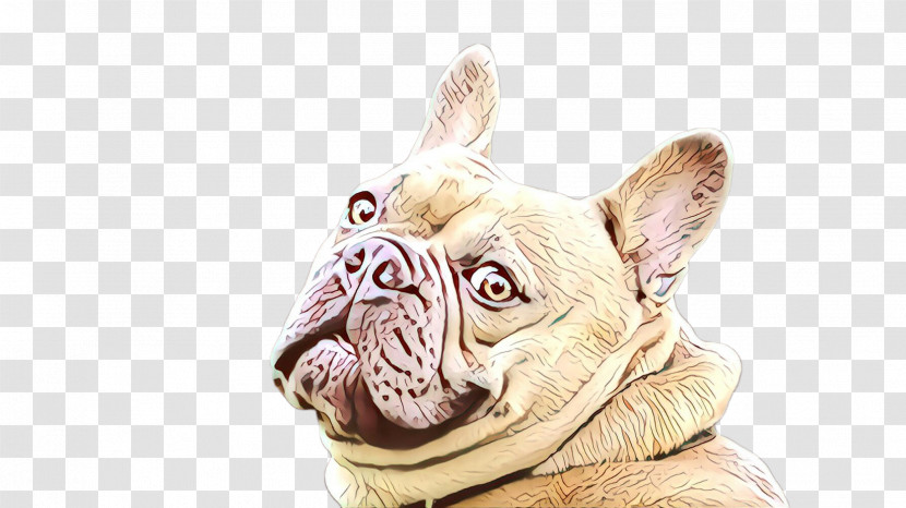 French Bulldog Transparent PNG