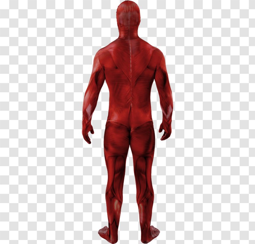 Anatomia Del Corpo Umano Anatomy Muscle Human Body Skin - Toy Transparent PNG