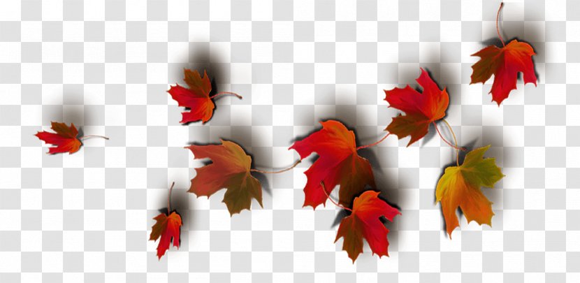 Tile Collage Leaf Image - Red Maple Transparent PNG