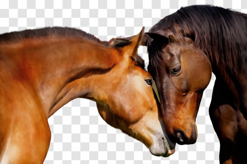 Horse Sorrel Mare Mane Stallion - Mustang - Liver Transparent PNG