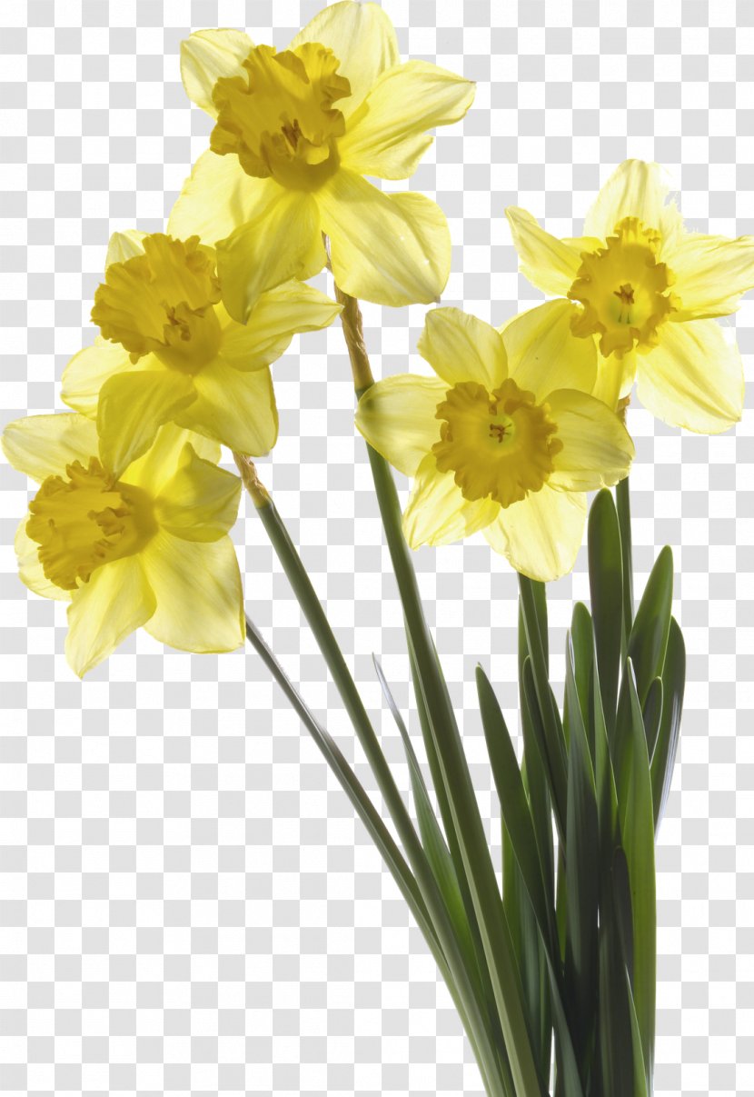 Narcissus Pseudonarcissus I Wandered Lonely As A Cloud Papyraceus Flower Tulip - Photography - Spring Transparent PNG