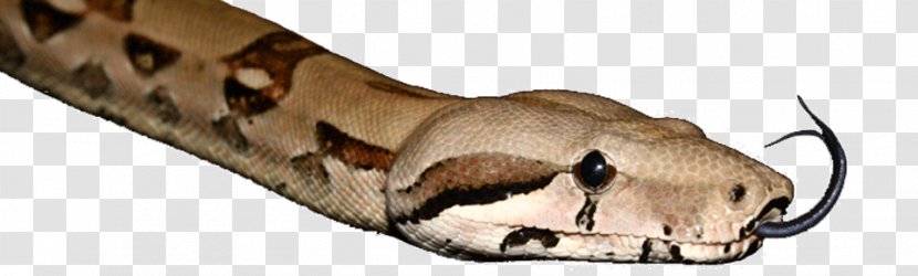 Shoe Animal - Scaled Reptile - Boa Constrictor Transparent PNG