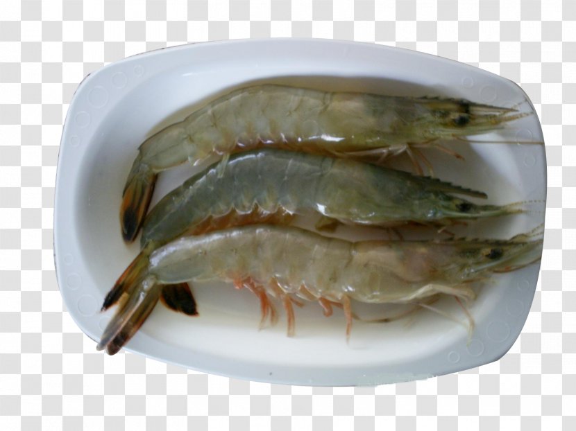 Seafood Chinese White Shrimp Fried Prawn Har Gow - Animal Source Foods - Lobster Pictures Transparent PNG