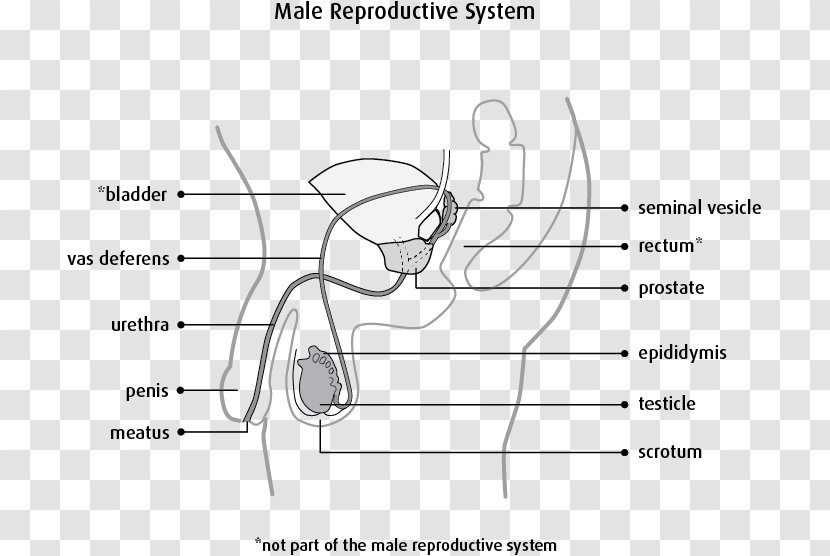 Female Reproductive System Scrotum - Silhouette - Cartoon Transparent PNG