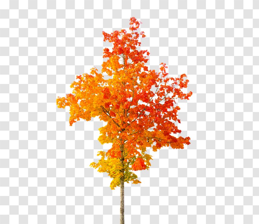 Autumn Leaf Color Tree Clip Art Transparent PNG