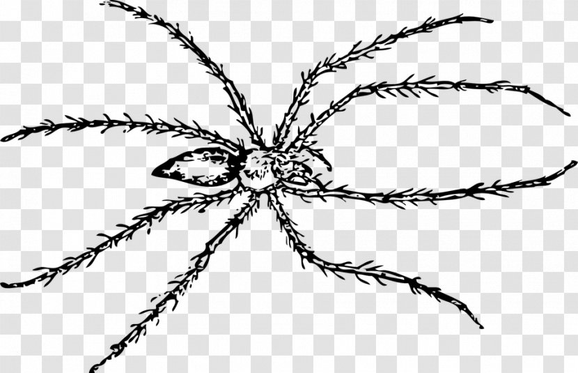 Spider Line Art Drawing Clip - Tree - Hairy Vector Transparent PNG