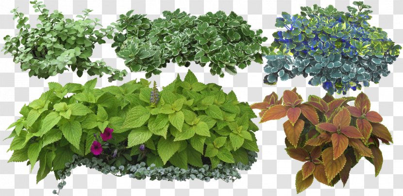 Shrub Herbs & Flowers: Plant, Grow, Eat On Landscape Architecture Tree - Herb Transparent PNG