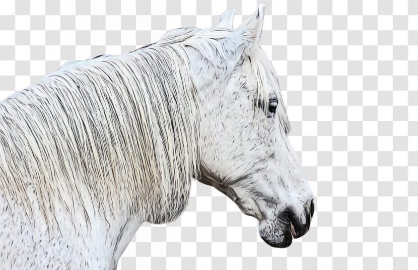 Horse White Mane Animal Figure Snout - Drawing Livestock Transparent PNG