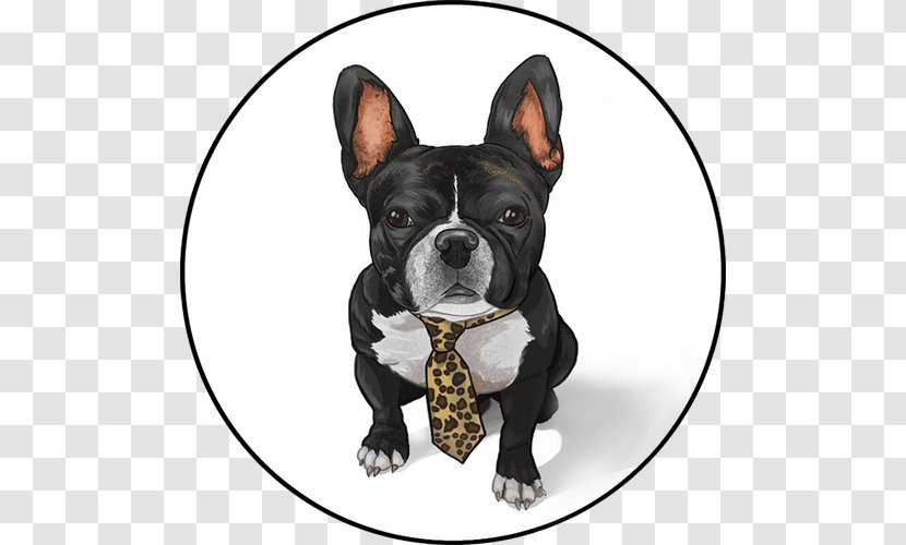 Boston Terrier French Bulldog Toy Dog Breed - Carnivoran - Frenchie Transparent PNG