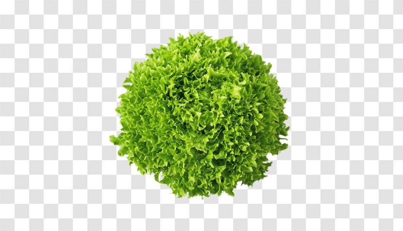 Green Tea - Lettuce - Parsley Vegetarian Food Transparent PNG