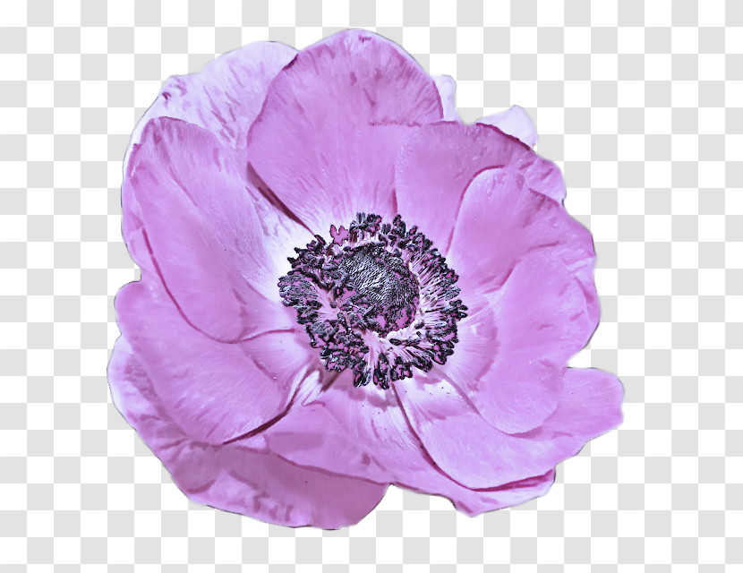 Flower Petal Pink Violet Purple Transparent PNG