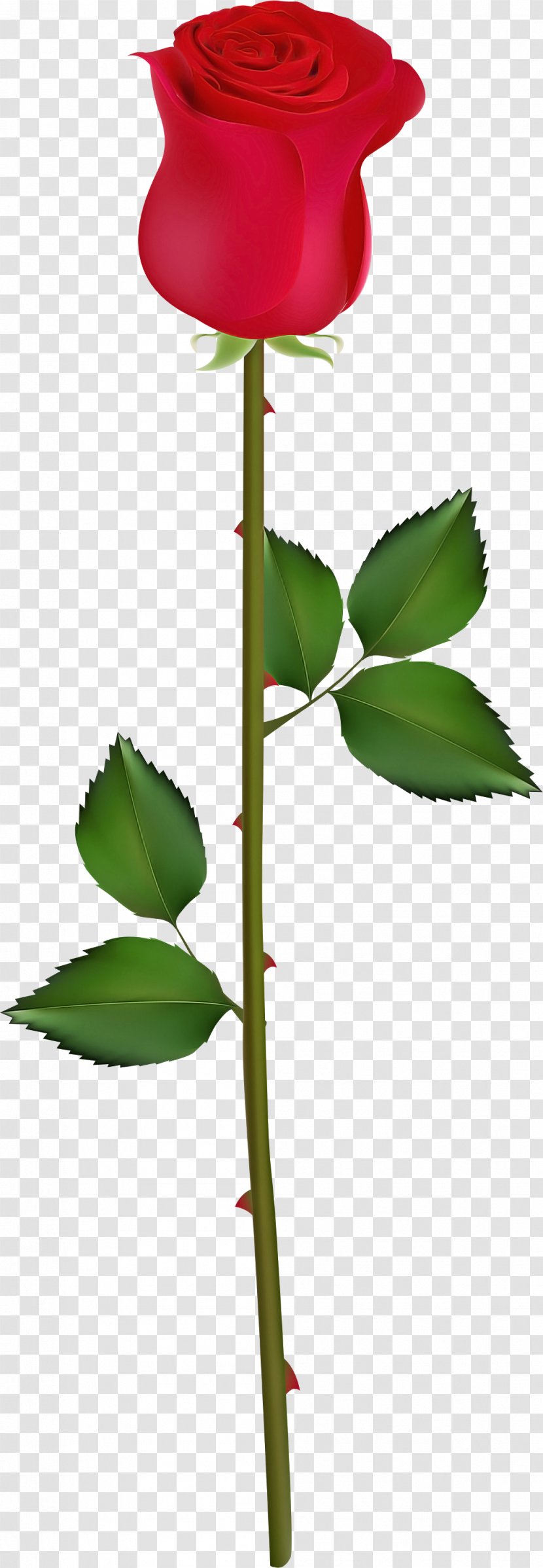 Flower Leaf Plant Flowering Stem - Tree Transparent PNG