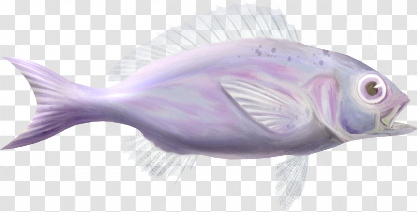 Ornamental Fish Aquatic Animal - Marine Biology Transparent PNG