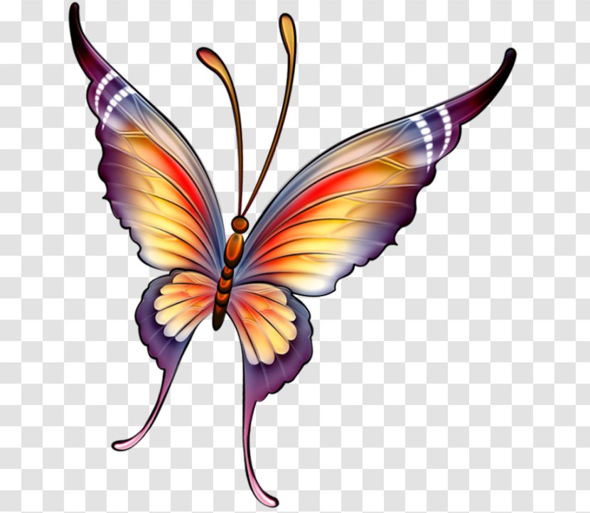 Butterfly Drawing Painting - Mythical Creature Transparent PNG
