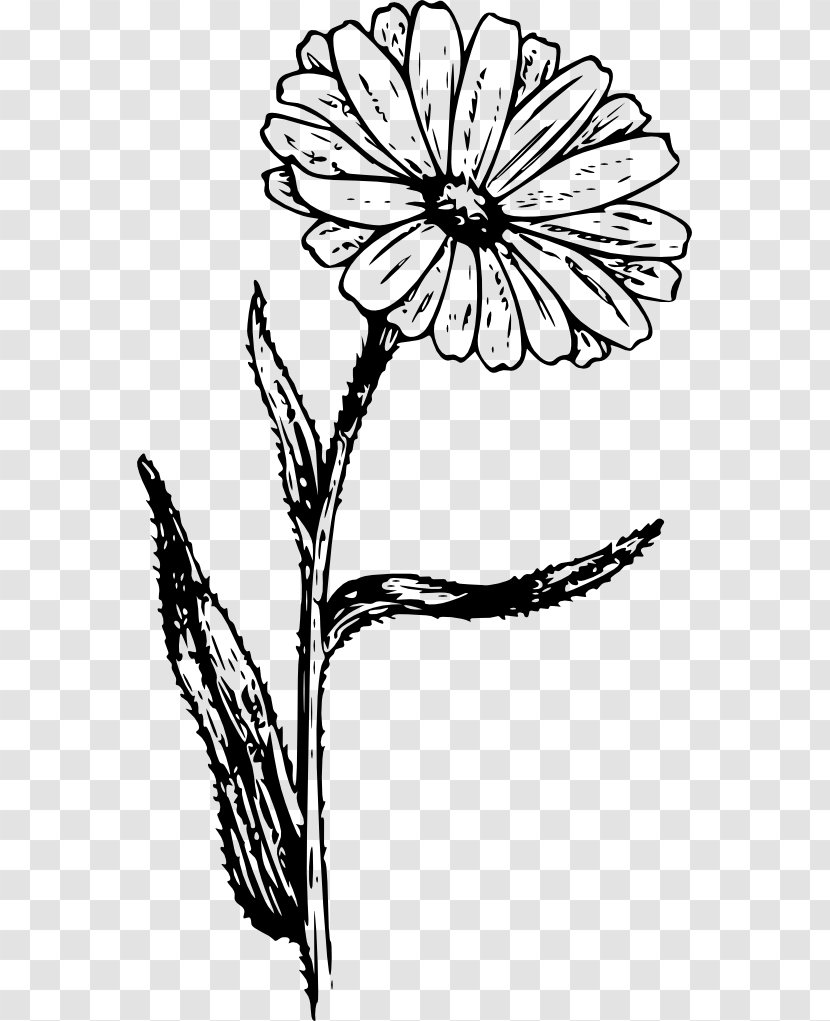 Aster Drawing Flower Coloring Book Sketch - Plant - Daisy Family Transparent PNG