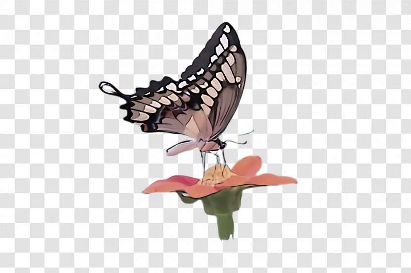 Butterfly Papilio Machaon Moths And Butterflies Insect - Animal Figure Pollinator Transparent PNG