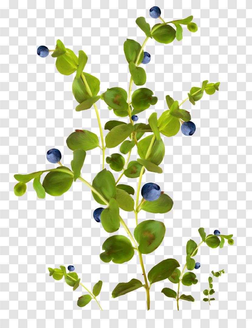 Color Tattoo Blue Clip Art - Plant Stem - Blueberries Transparent PNG