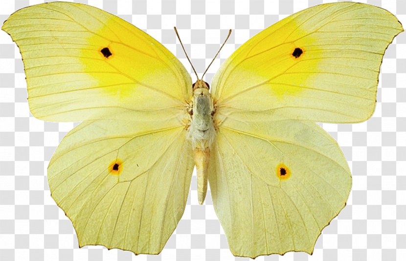 Butterfly Desktop Wallpaper Yellow Color - Pieridae Transparent PNG