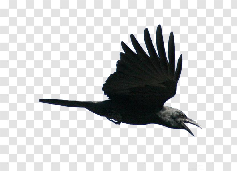 American Crow Fly Bird Rook Flight - Crows - Flying Transparent PNG
