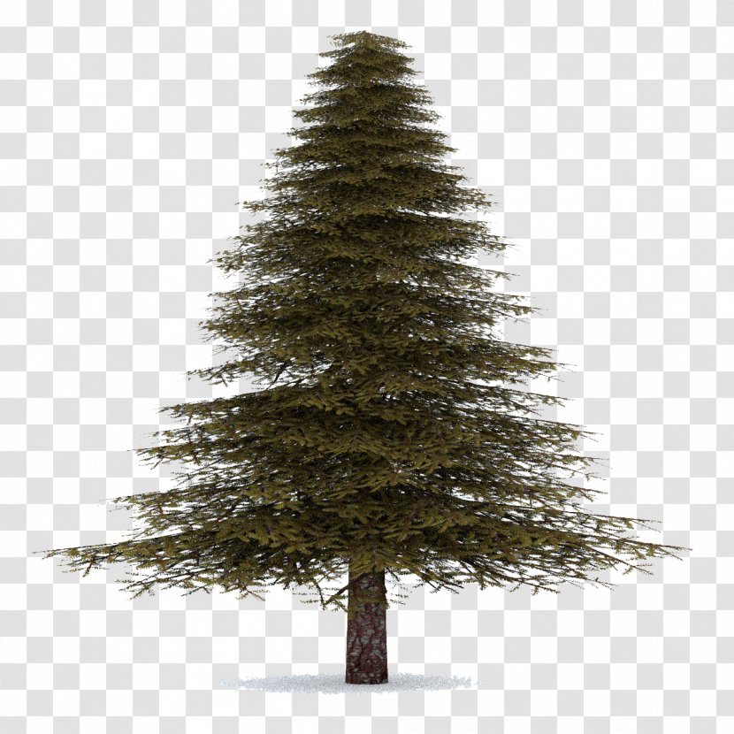 Spruce Christmas Ornament Fir Pine Tree - Fir-Tree Transparent Transparent PNG