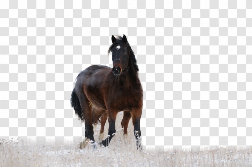 Horse Pony Photography Stallion - Foal Transparent PNG