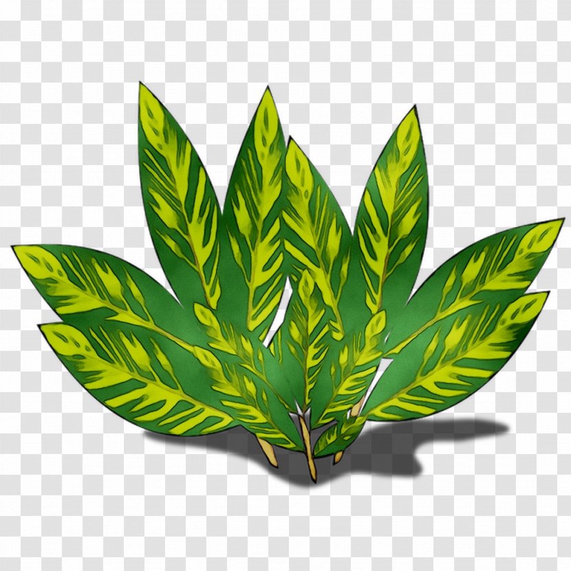 Leaf - Terrestrial Plant Transparent PNG