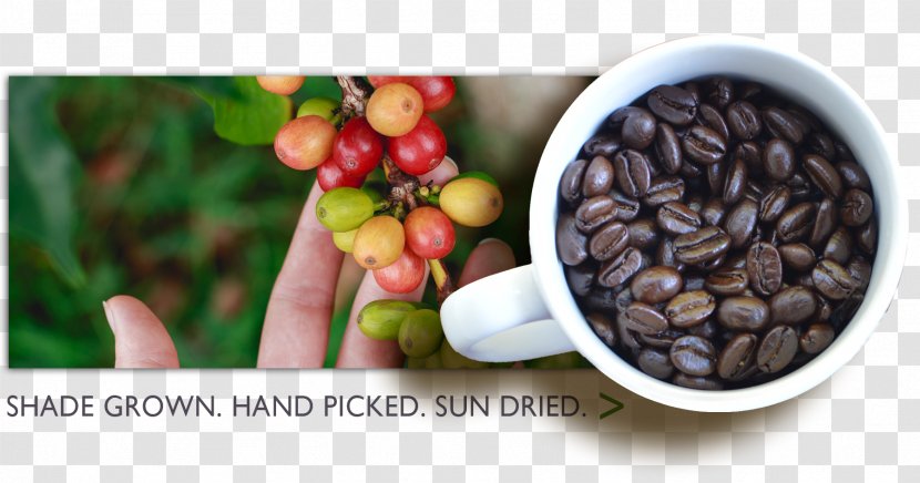Chocolate-covered Coffee Bean Instant Finca La Despensa Aroma Of The Andes - Chocolatecovered - Shading Beans Transparent PNG