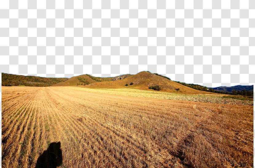 Fukei Nature Photography Landscape - Golden Wheat Field View Quadruple Transparent PNG