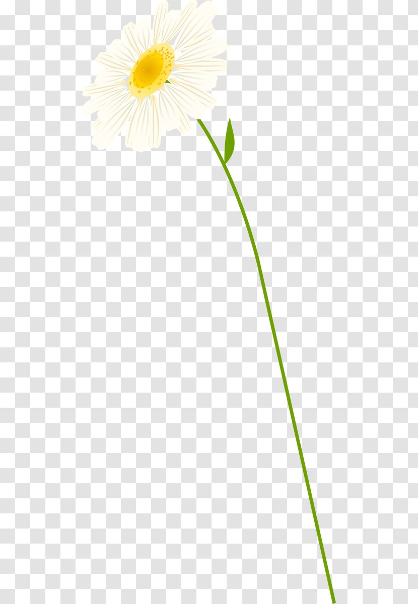 Oxeye Daisy German Chamomile Roman Cut Flowers - Plant Transparent PNG