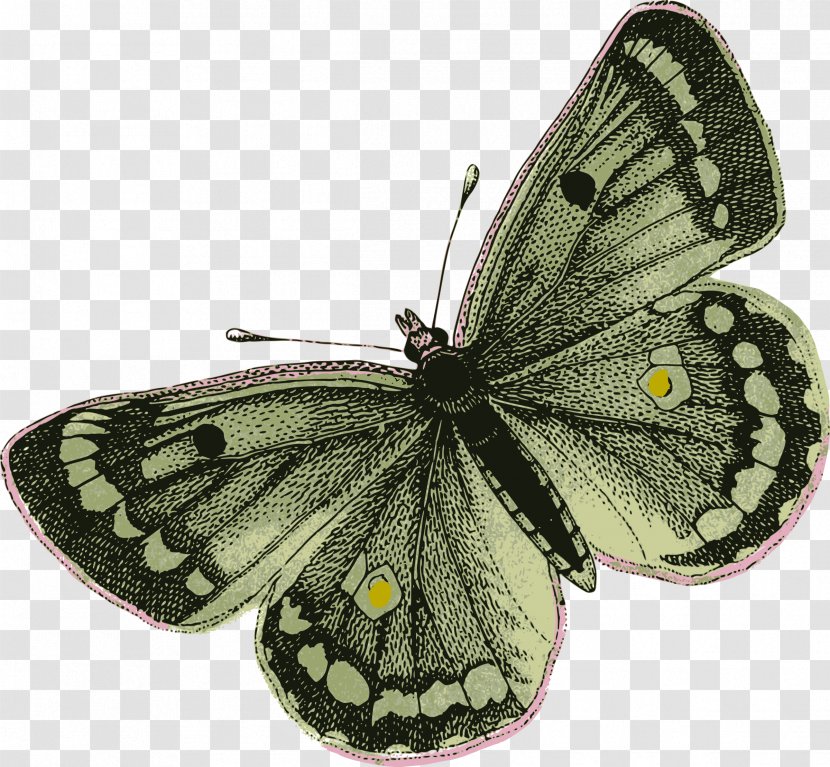 Butterfly Insect Moth Clip Art - Colias - Wings Transparent PNG