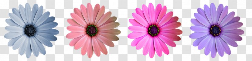 Image Flower Vector Graphics Pixabay Stock.xchng - Floral Design Transparent PNG