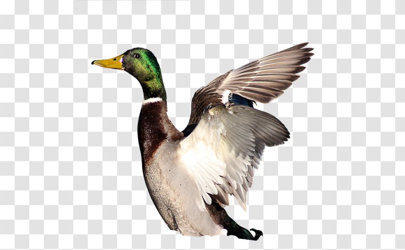 Mallard Collateral Loan Sarakin Duck - Wildlife Transparent PNG
