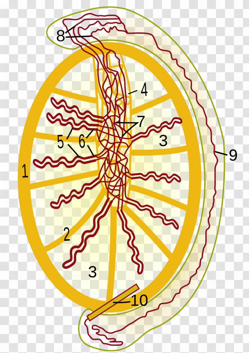 Rete Testis Testicle Efferent Ducts Mediastinum Epididymis Transparent PNG