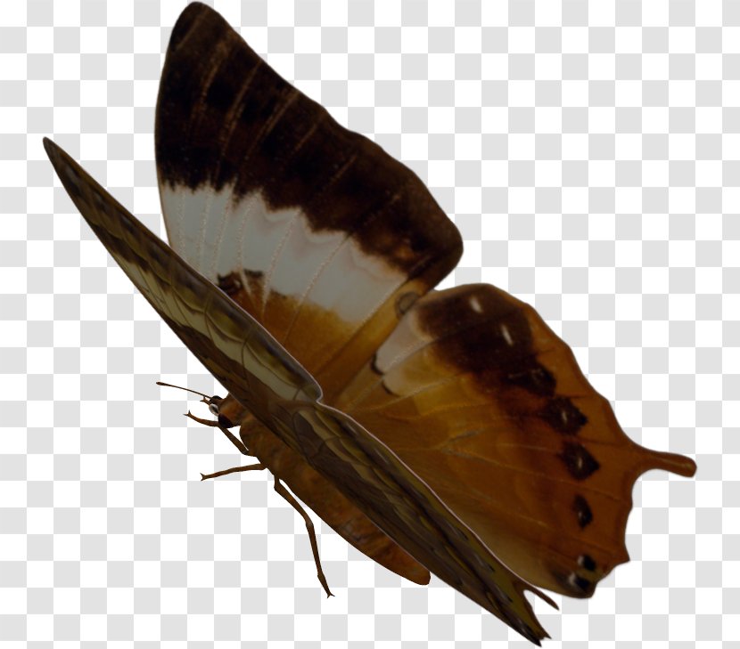 Moth - Arthropod - Desert Butterfly Transparent PNG