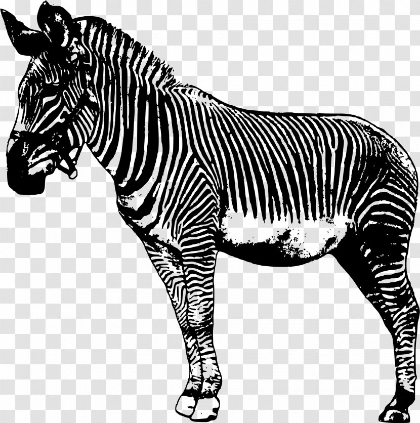 Zebra Drawing Clip Art - Cartoon Transparent PNG