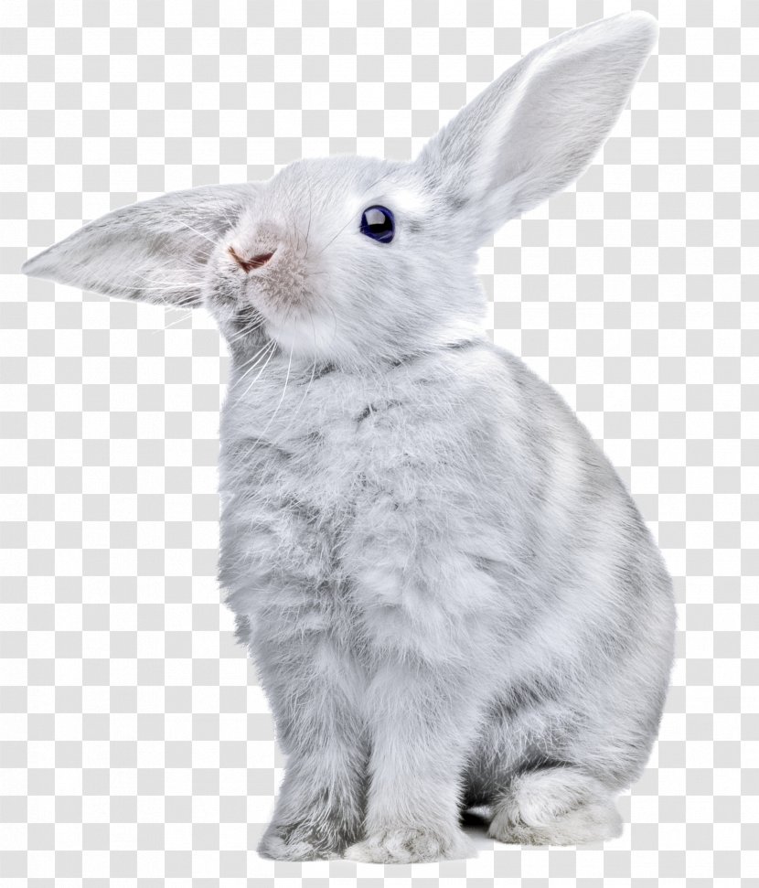 Rabbit Clip Art - Domestic - White Image Transparent PNG