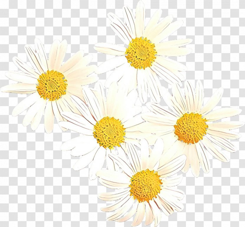 Oxeye Daisy Chrysanthemum Roman Chamomile Dandelion Sunflower - Mayweed Transparent PNG