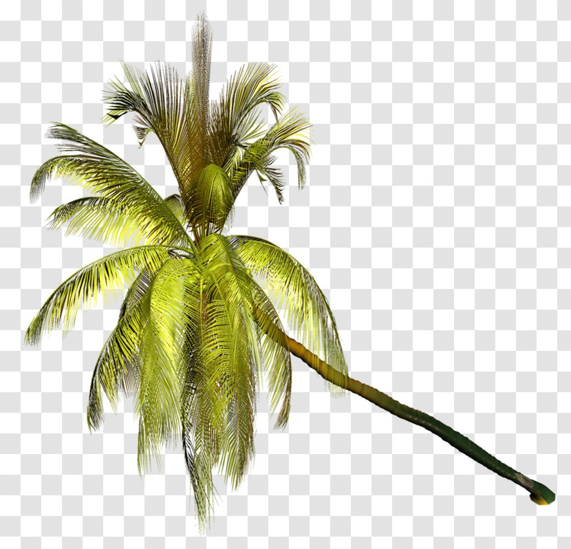 Coconut Arecaceae Clip Art - Leaf - Vf Transparent PNG