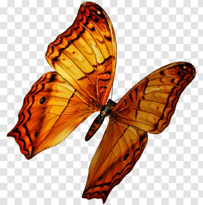 Monarch Butterfly PicsArt Photo Studio Editing Moth Transparent PNG