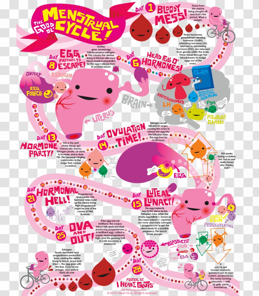 Menstrual Cycle Menstruation Puberty Egg Cell Fertility - Party Supply - Area Transparent PNG