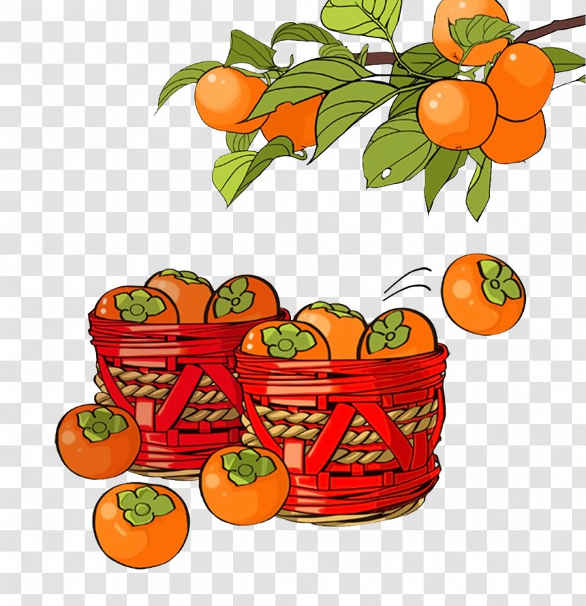 Shuangjiang Mangzhong Clementine Solar Term Illustration - Natural Foods - Persimmon Tree Basket Transparent PNG