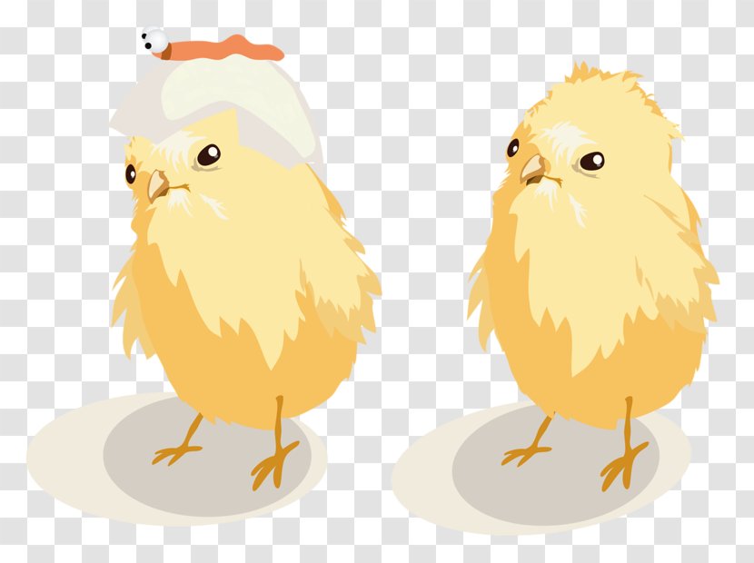 Chicken Illustration - Bird Of Prey - Chick Transparent PNG