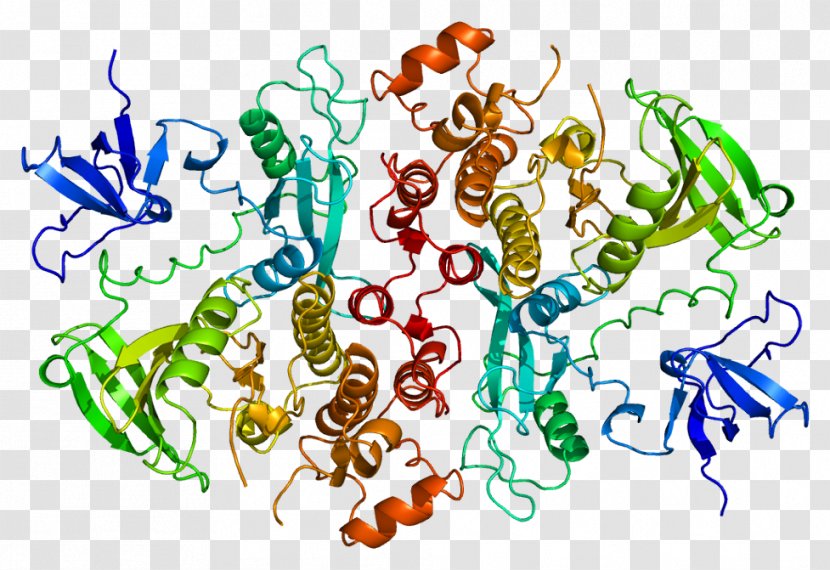 HCK Protein Kinase Tyrosine Gene - Frame - Tree Transparent PNG